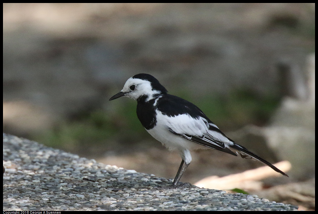 
White Wagtail
