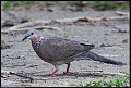 
Spotted-necked Dove
