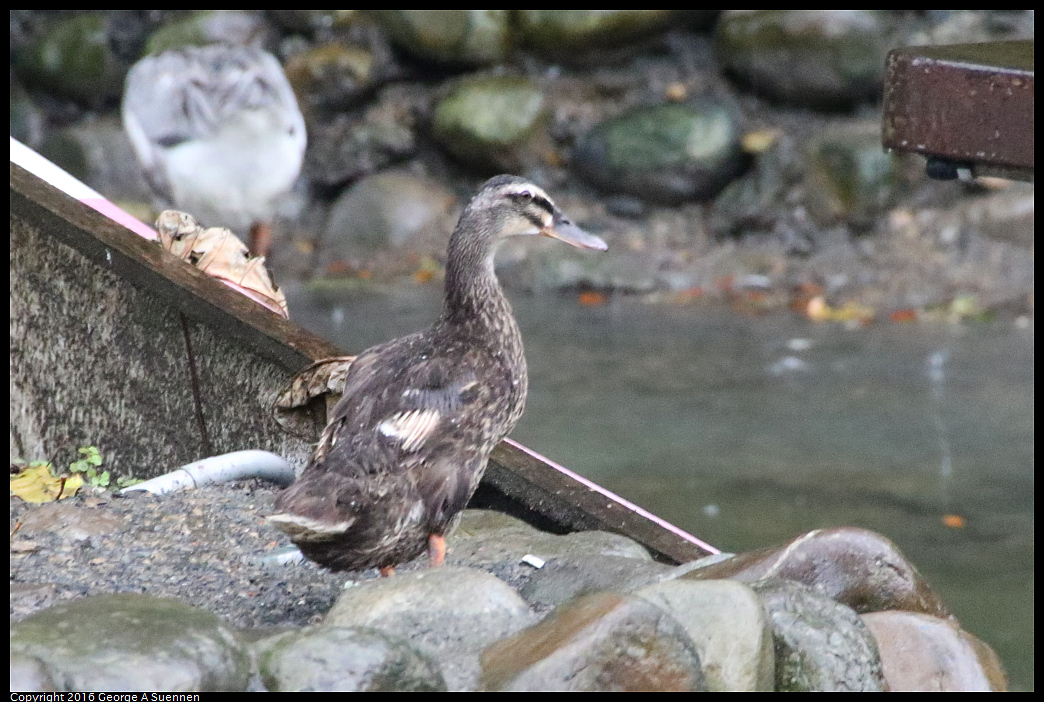 
Spotted-billed Duck
