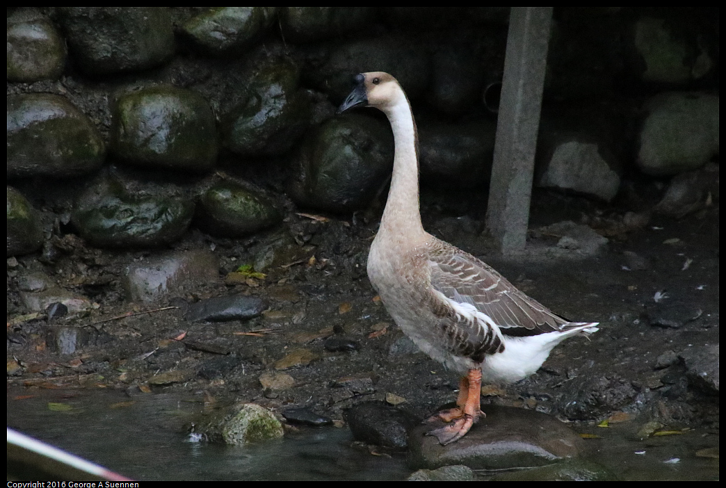 
Greylag Goose
