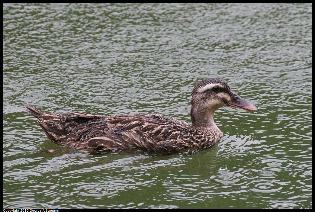 
Spotted-billed Duck - Yilann, Taiwan - July 18, 2016
