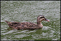
Spotted-billed Duck
