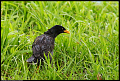 
Whited-vented Myna
