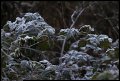 
Frost on the Blackberry Bush
