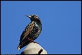 
European Starling
