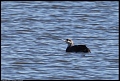 
Pacific Loon (?)
