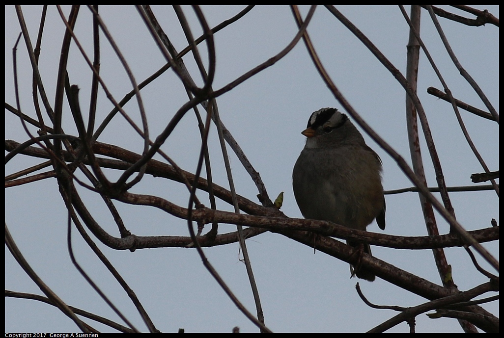 
White-throated Sparrow

