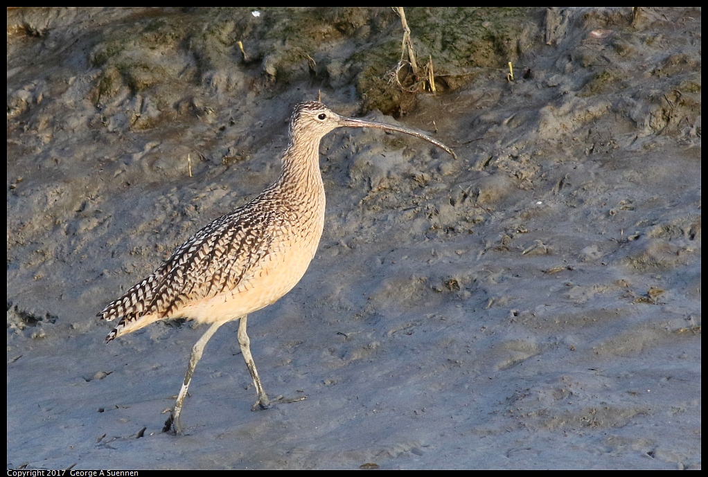 
Long-billed Curlew
