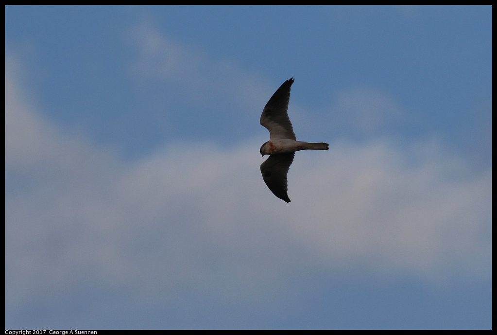 
White-tailed Kite
