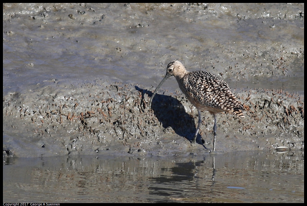 
Long-billed Curlew
