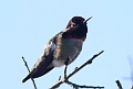 
Anna's Hummingbird
