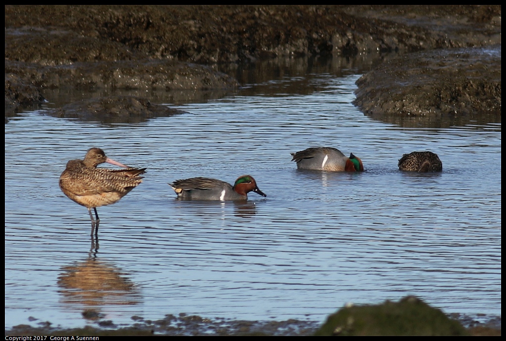 
Marbled Godwit and Teal
