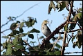 
Savannah Sparrow
