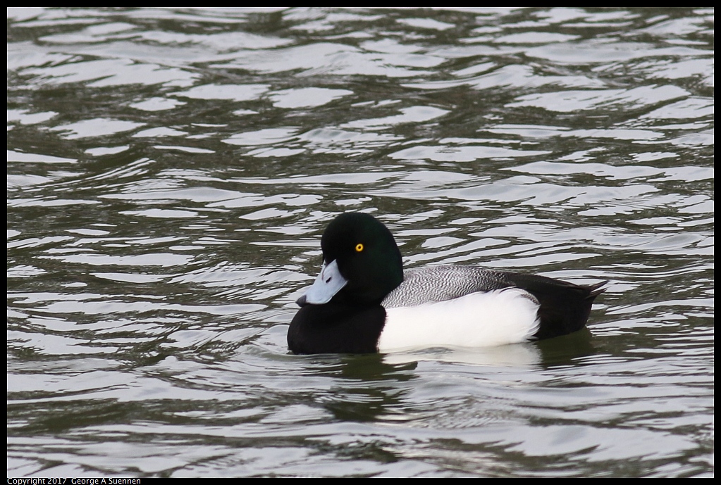 
Greater Scaup
