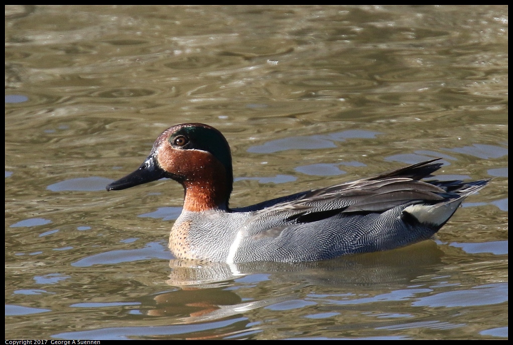 
Green-winged Teal - Richmond Shoreline - February 11, 2017

