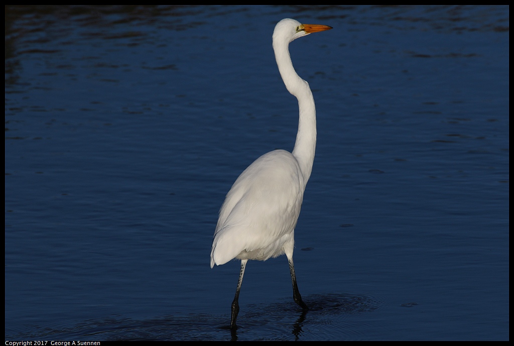 
Great Egret
