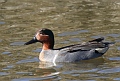 
Green-winged Teal
