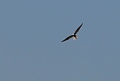 
White-tailed Kite
