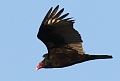 
Turkey Vulture - Richmond Shoreline - February 11, 2017
