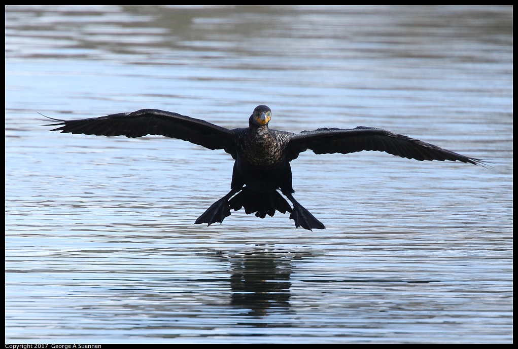 
Double-crested Cormorant
