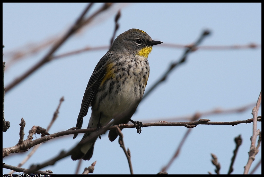 
Yellow-rumped Warbler - Woodward Park, Fresno, Ca - February 19, 2017
