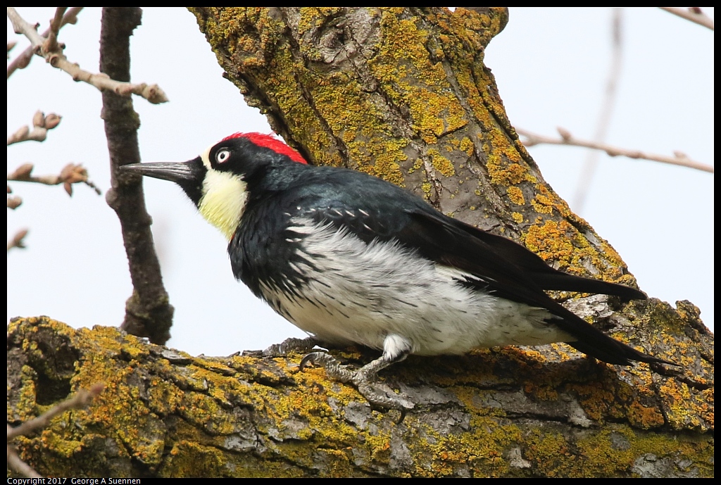 
Acorn Woodpecker - Woodward Park, Fresno, Ca - February 19, 2017
