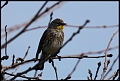 
Yellow-rumped Warbler
