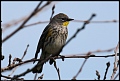 
Yellow-rumped Warbler - Woodward Park, Fresno, Ca - February 19, 2017
