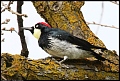 
Acorn Woodpecker - Woodward Park, Fresno, Ca - February 19, 2017
