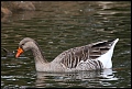 
Greylag Goose
