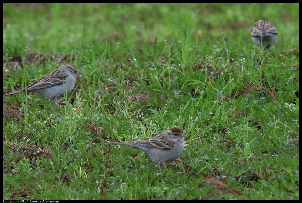 
Chipping Sparrow
