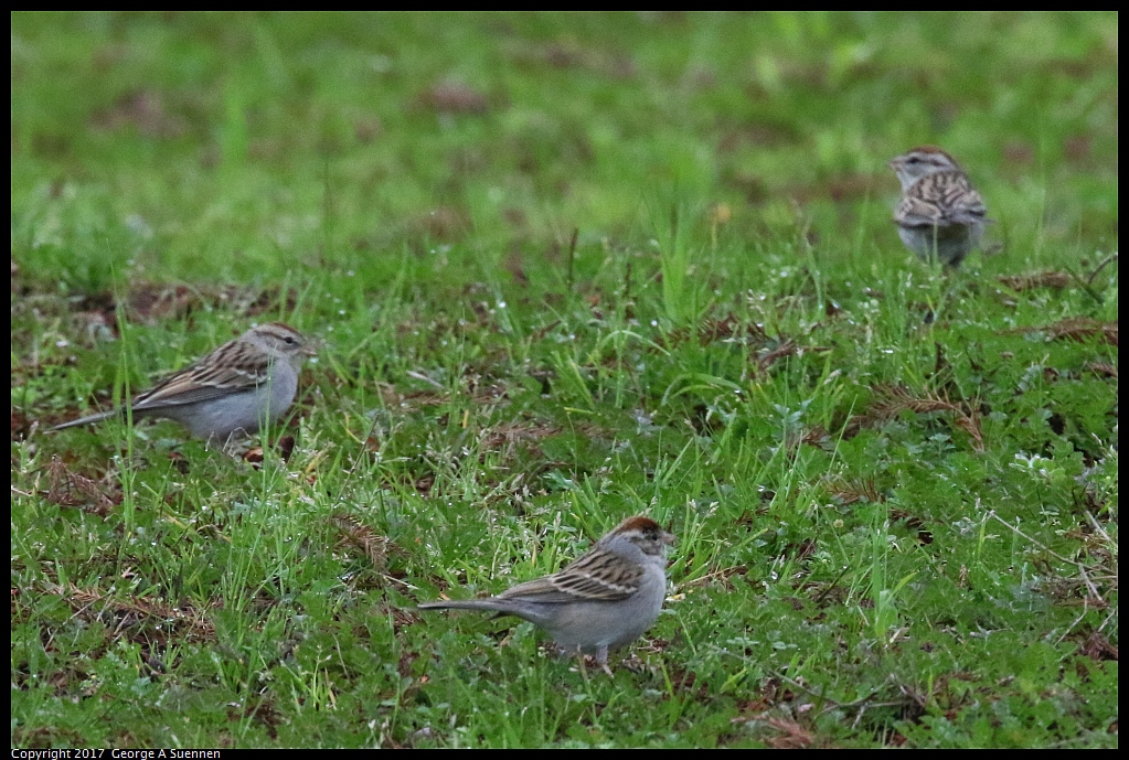 
Chipping Sparrow
