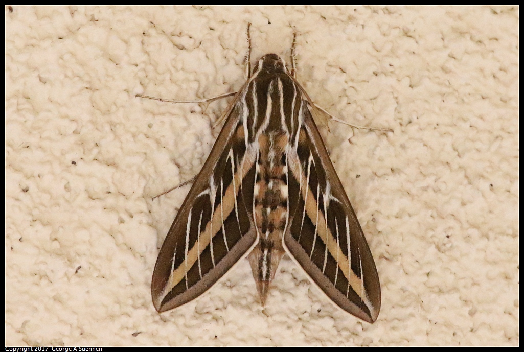 
Moth
