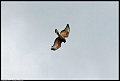 
Red-shouldered Hawk
