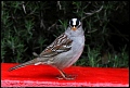
White-crowned Sparrow - Three Rivers, CA - February 21, 2017

