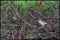 
Song and White-crowned Sparrow
