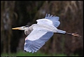 
Great Blue Heron - Three Rivers, CA - February 21, 2017
