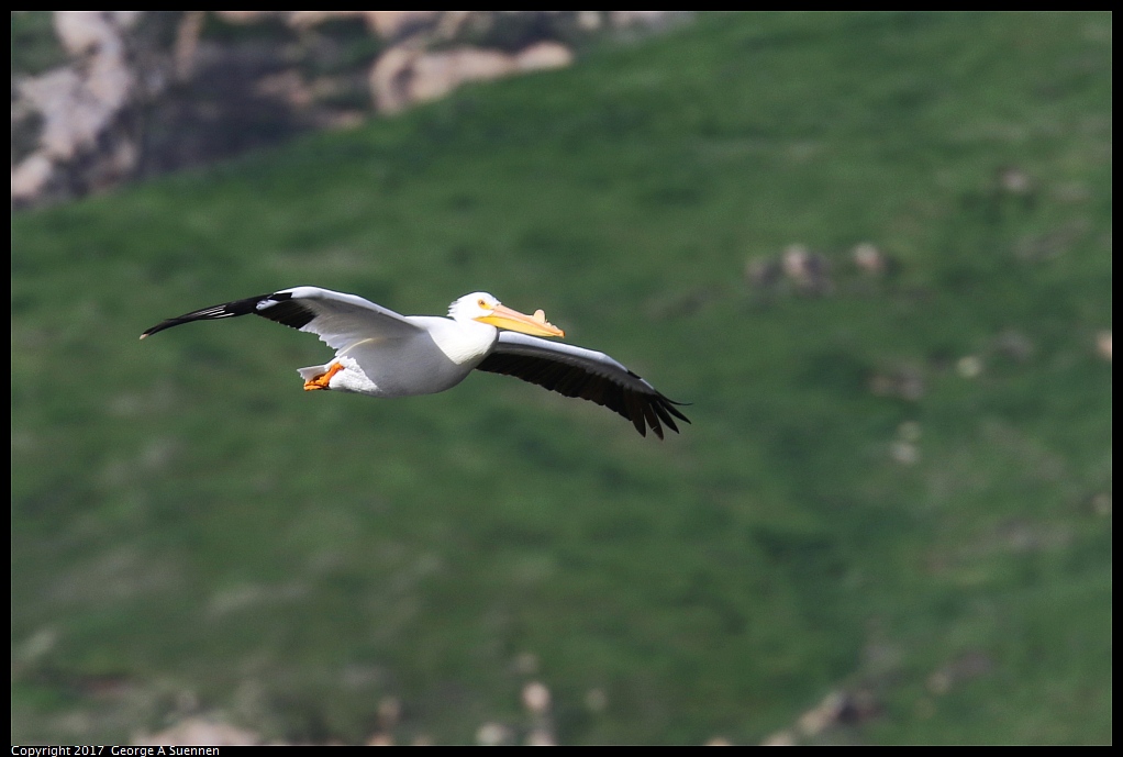 
American White Pelican
