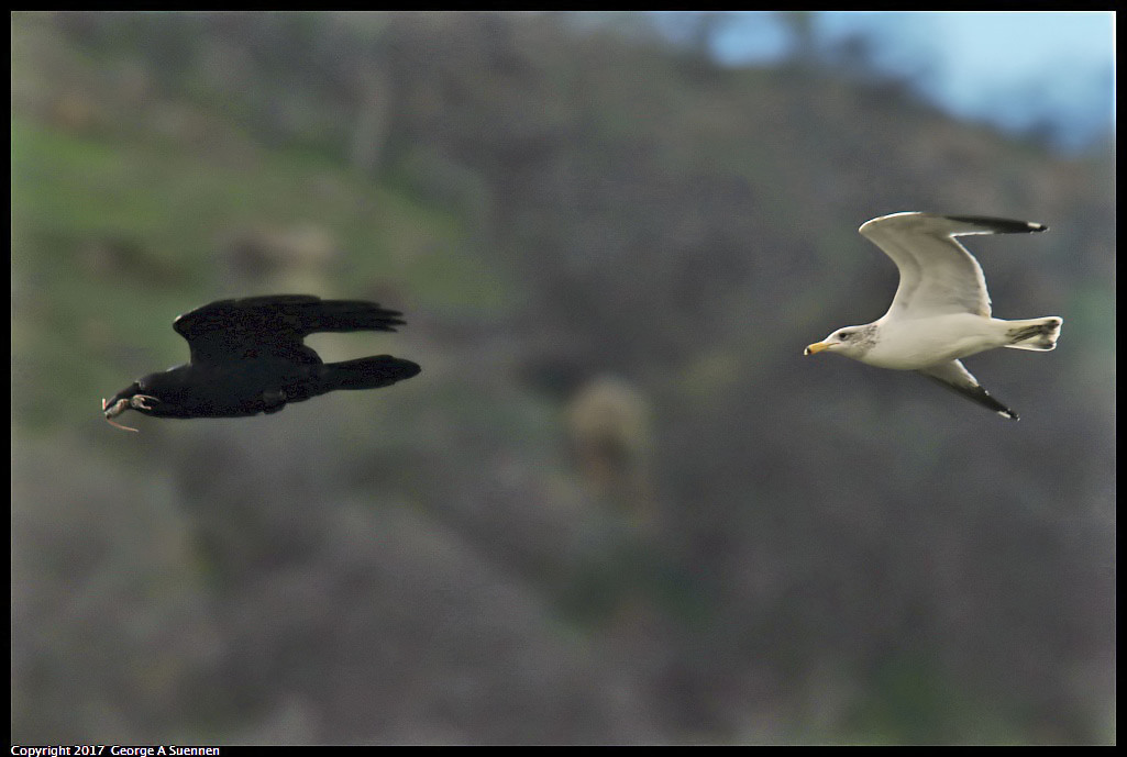 
Gull chasing Raven

