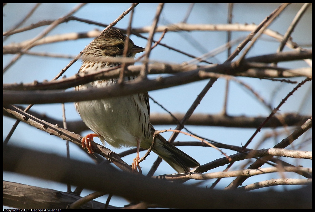 
Savannah Sparrow
