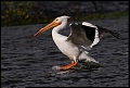 
American White Pelican - Lake Kaweah, CA - February 22, 2017
