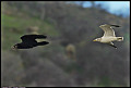 
Gull chasing Raven
