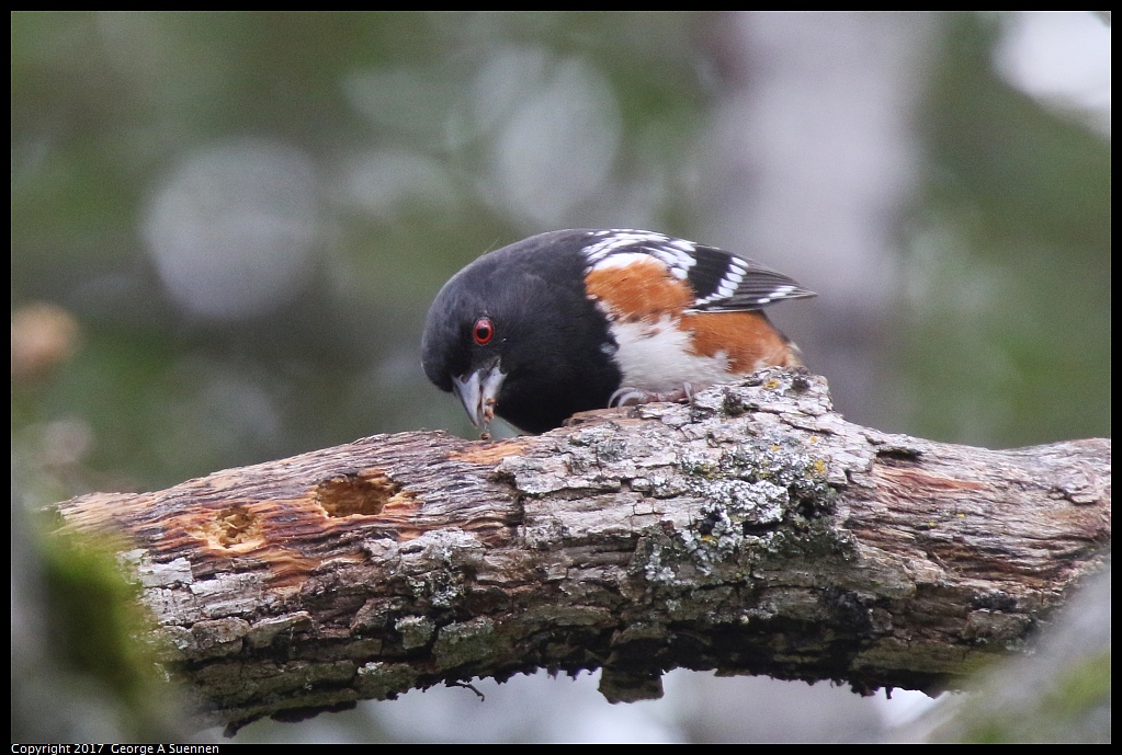 
Spotted Towhee - Sequoia NP, CA - February 22, 2017
