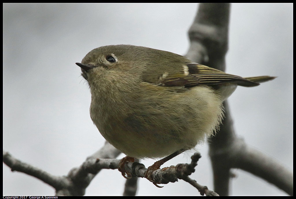 
Ruby-crowned Kinglet - Sequoia NP, CA - February 22, 2017
