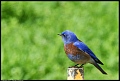 
Western Bluebird
