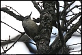 
White-breasted Nuthatch
