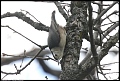 
White-breasted Nuthatch
