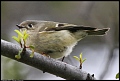 
Ruby-crowned Kinglet - Sequoia NP, CA - February 22, 2017
