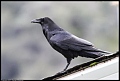 
Common Raven - Sequoia NP, CA - February 22, 2017
