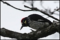 
Acorn Woodpecker - Sequoia NP, CA - February 22, 2017
